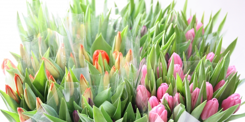 Arrivée des tulipes de l'Ile de Prince Édouard