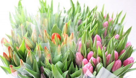 Arrivée des tulipes de l'Ile de Prince Édouard